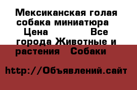 Мексиканская голая собака миниатюра › Цена ­ 53 000 - Все города Животные и растения » Собаки   